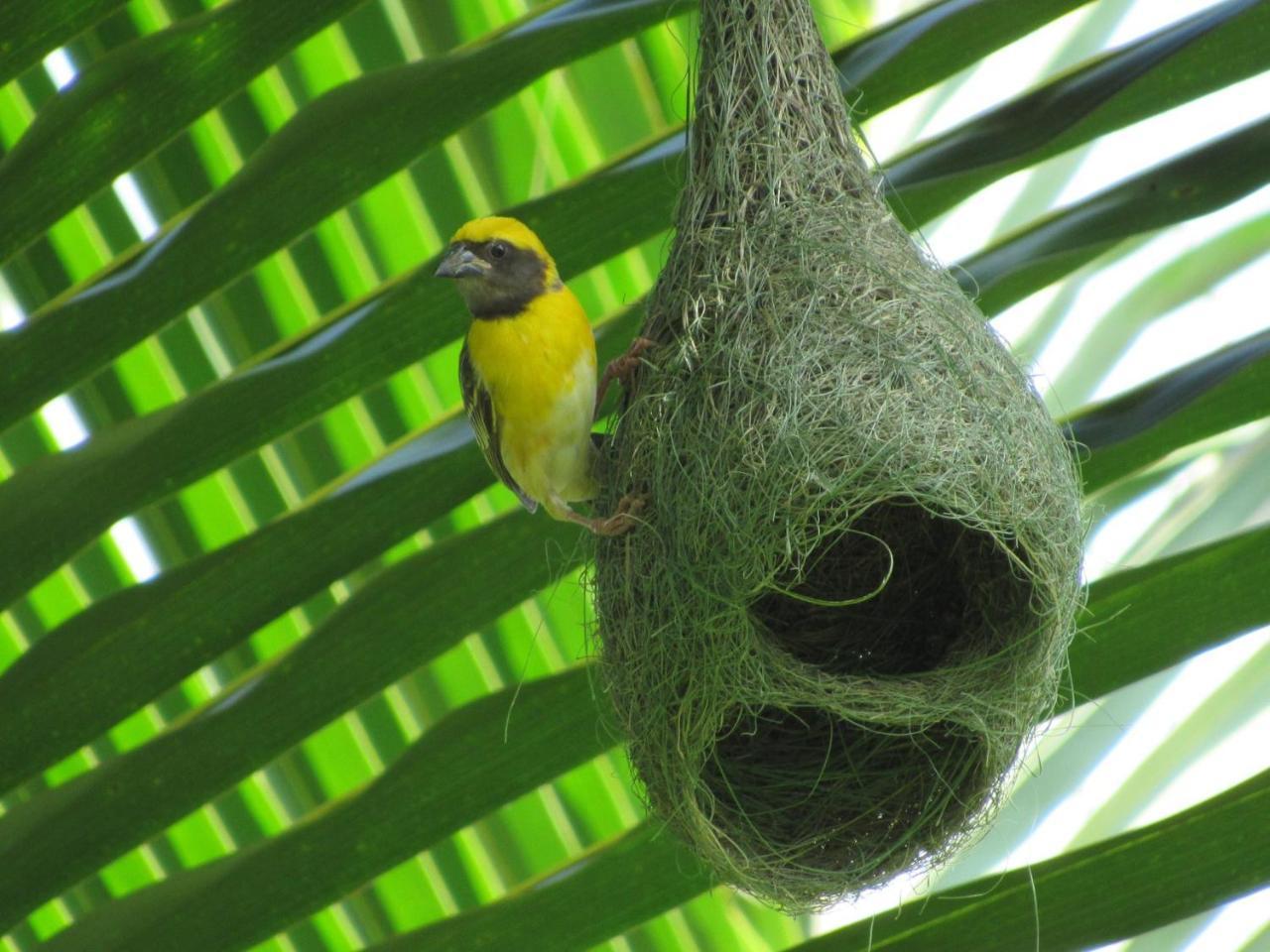 Wadula Safari - Yala Villa Kataragama Luaran gambar