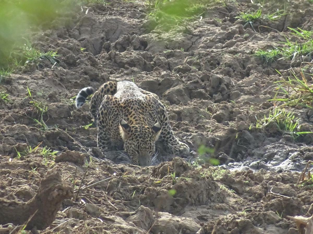 Wadula Safari - Yala Villa Kataragama Luaran gambar