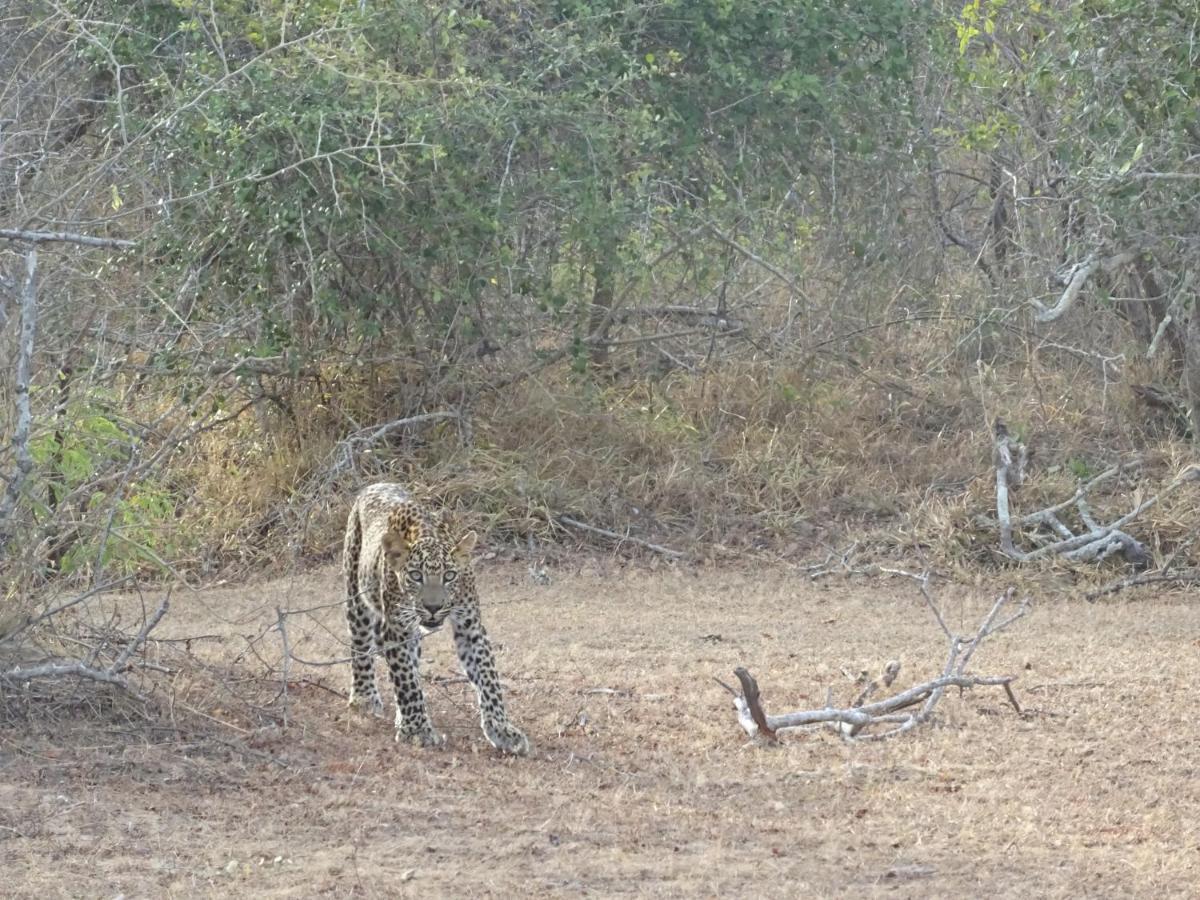 Wadula Safari - Yala Villa Kataragama Luaran gambar